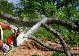  Washington, DC Tree Services Pros