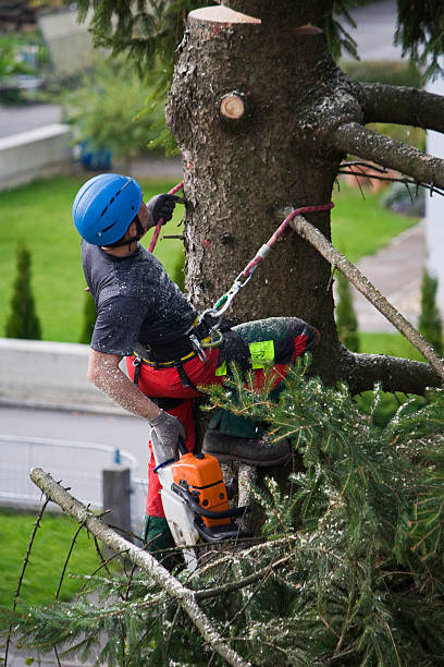 Why Choose Our Tree Removal Services in Washington, DC?